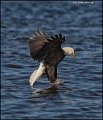 _1SB8620 bald eagle catching fish